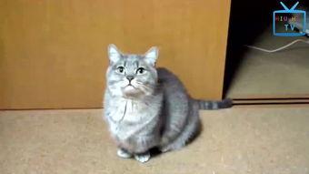 搞笑视频猫咪,猫咪的“无厘头”表演秀