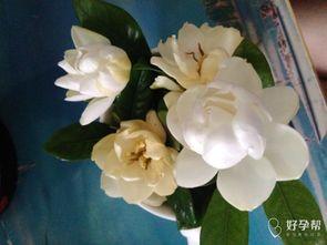 代表感谢老公的花,感谢老公的温馨花语